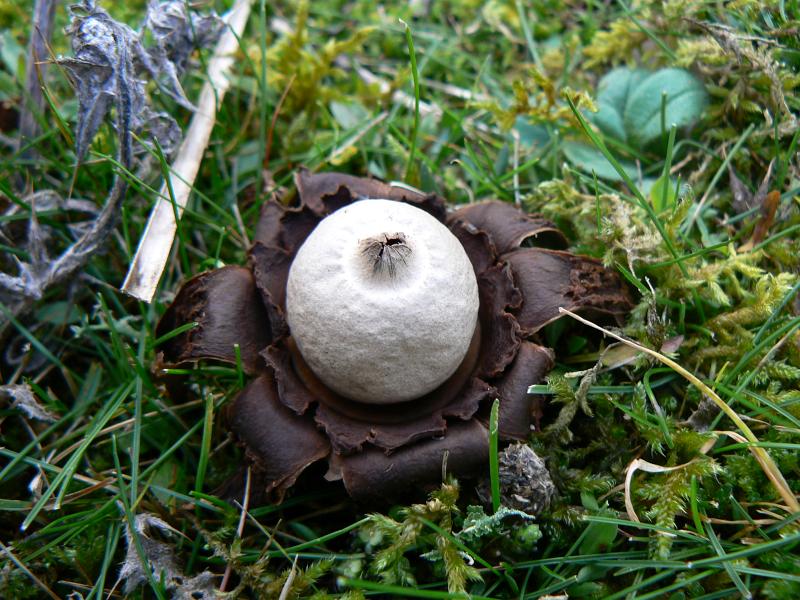 22 earth star.JPG